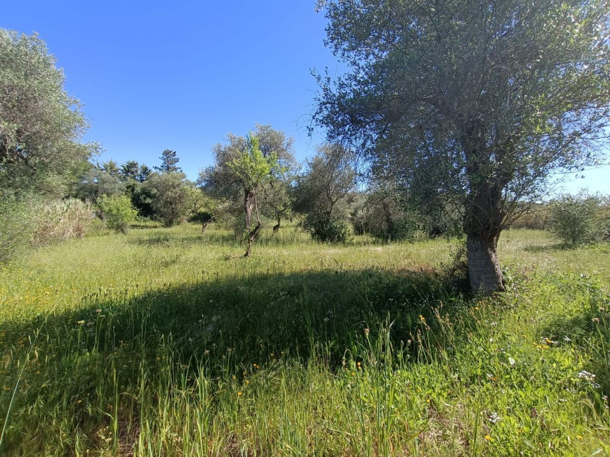 Agricolo / Coltura a Modugno