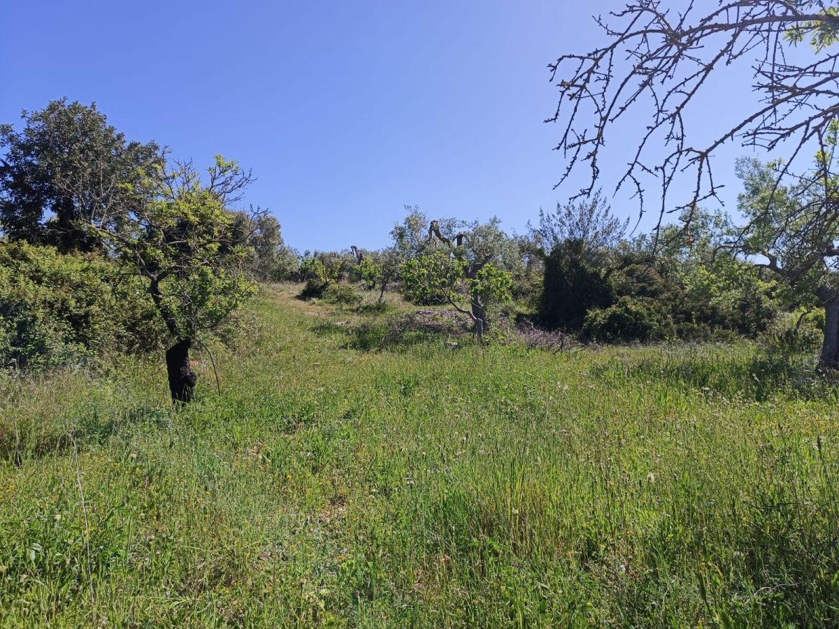 Agricolo / Coltura a Modugno