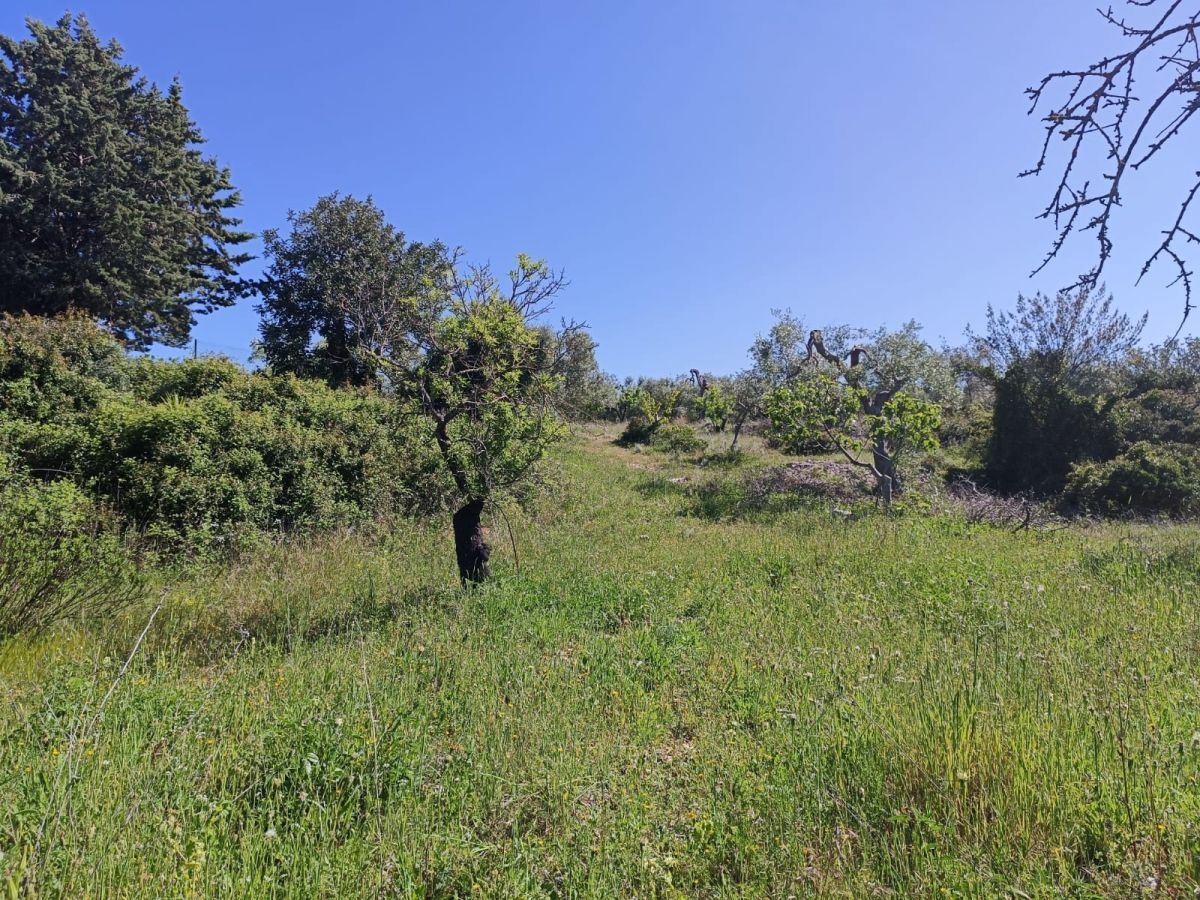 Agricolo / Coltura a Modugno