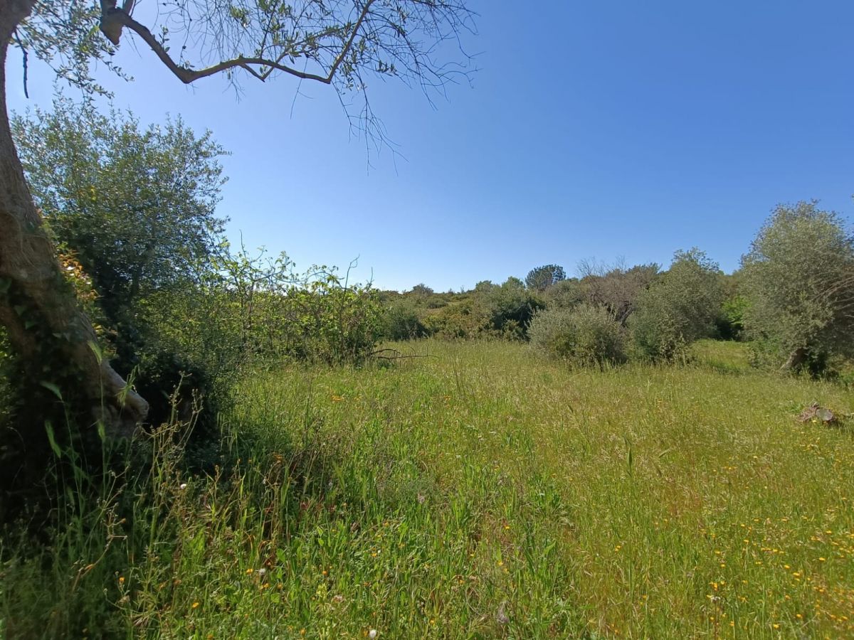 Agricolo / Coltura a Modugno