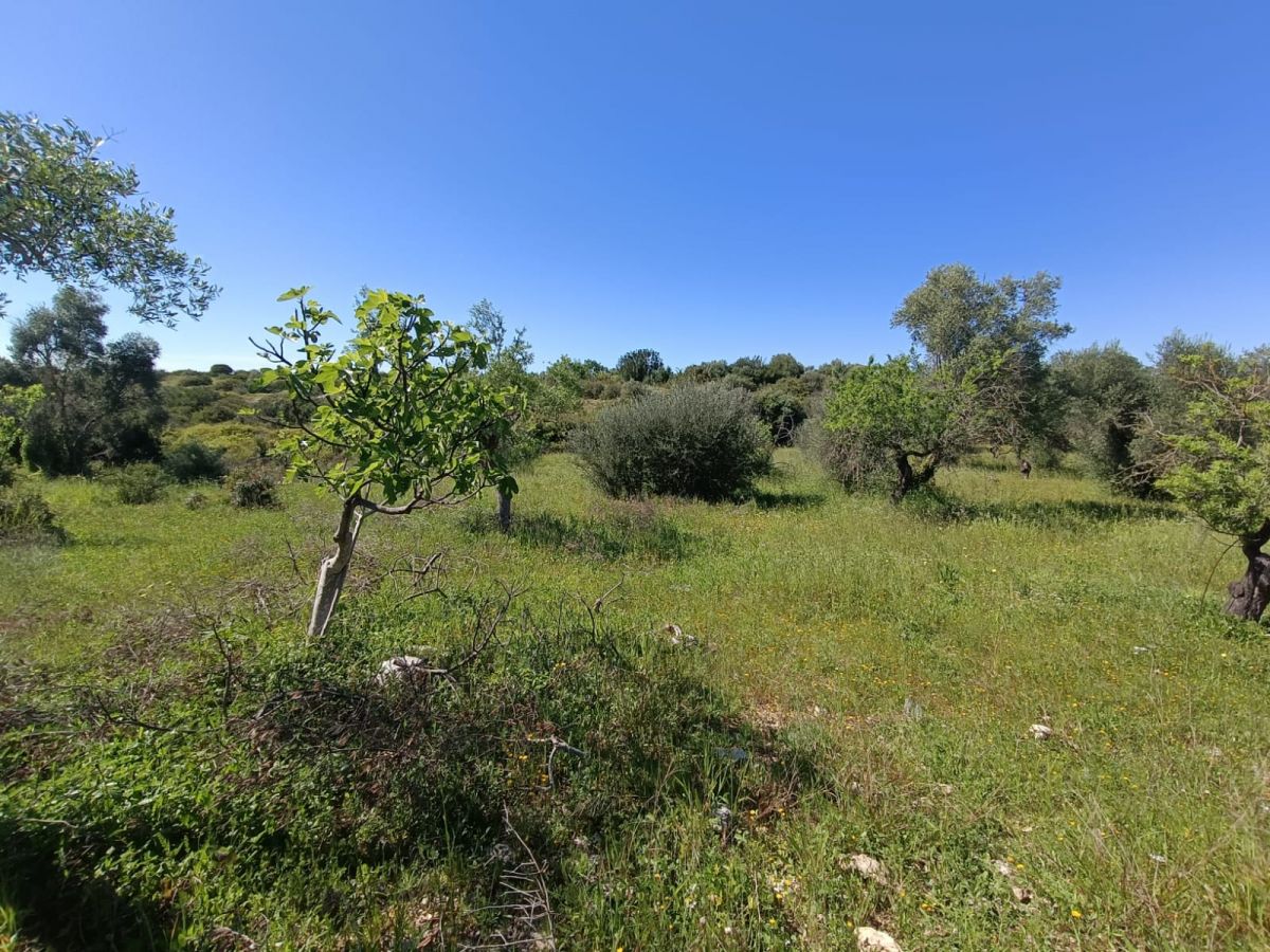 Agricolo / Coltura a Modugno