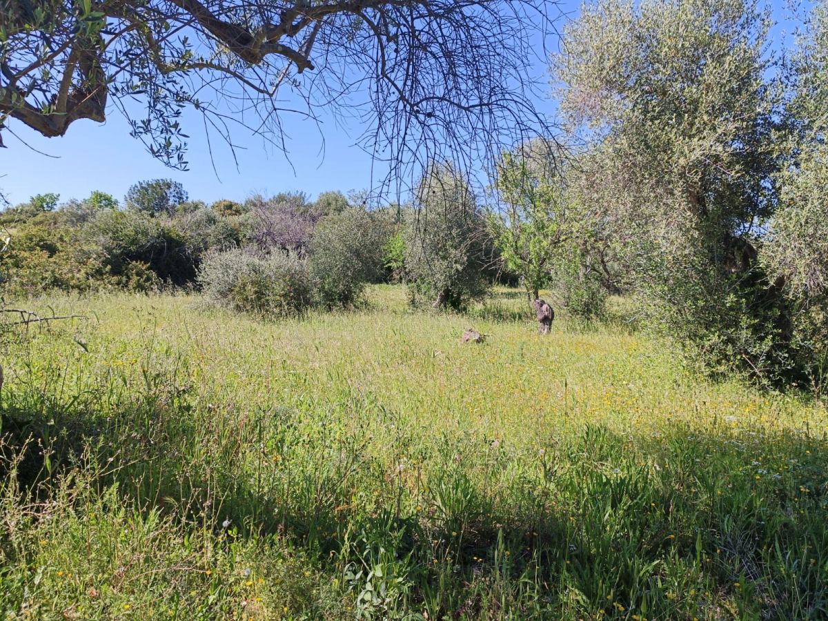 Agricolo / Coltura a Modugno