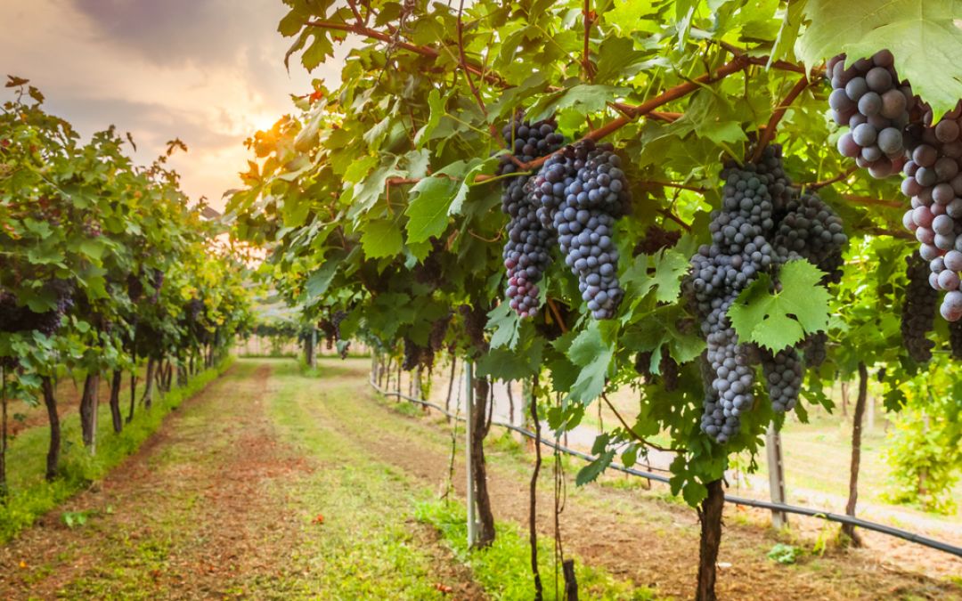 Terreno Agricolo a Ruvo di Puglia