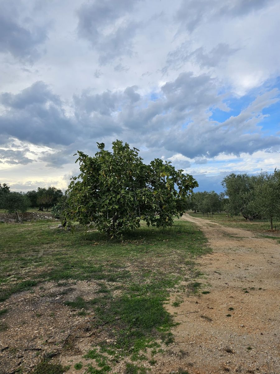 Terreno a Bitonto