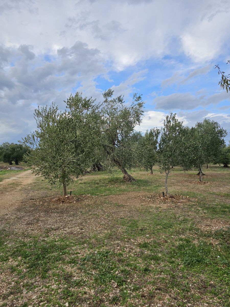 Terreno a Bitonto