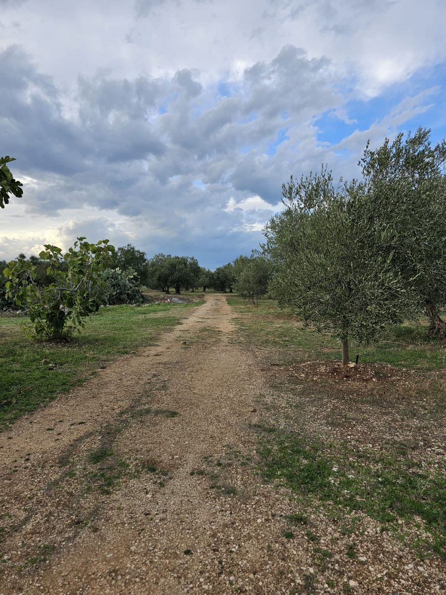 Terreno a Bitonto