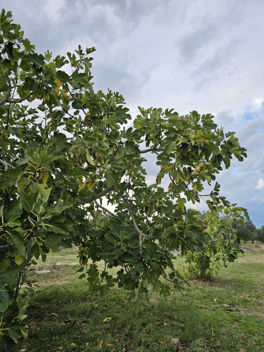 Terreno a Bitonto