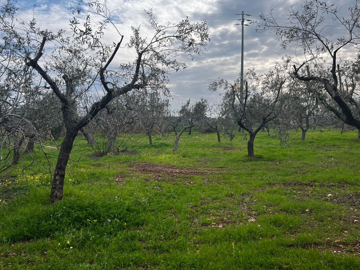 Rustico / Casale / Masseria di  1 vani /39 mq  a Polignano a Mare