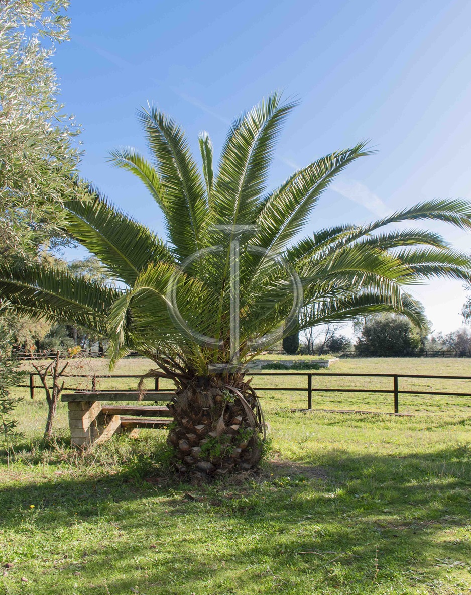 Villa (zona turistica) di  6 vani /1852 mq  a Bisceglie