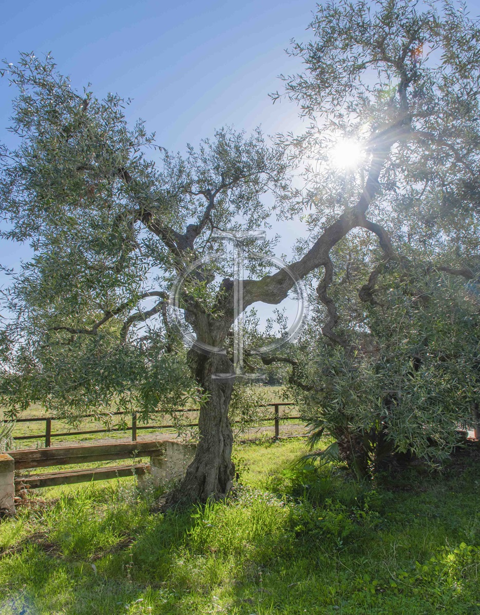 Villa (zona turistica) di  6 vani /1852 mq  a Bisceglie