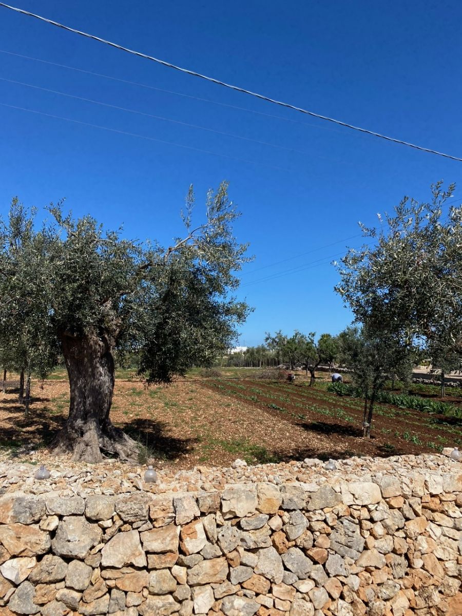 Agricolo / Coltura a Polignano a Mare (zona Contrada Grottole - Acquafredda)