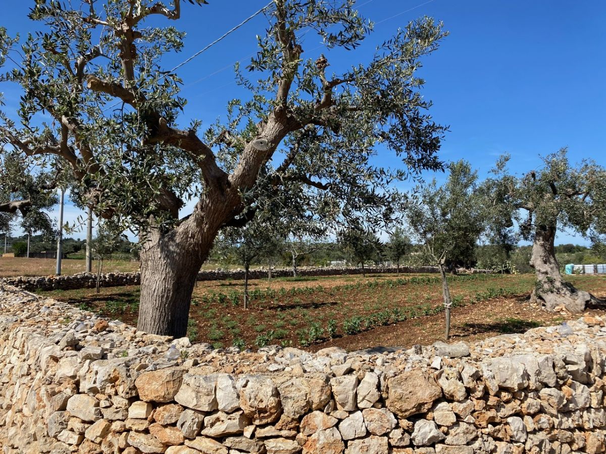 Agricolo / Coltura a Polignano a Mare (zona Contrada Grottole - Acquafredda)