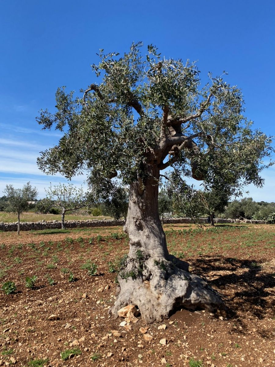 Agricolo / Coltura a Polignano a Mare (zona Contrada Grottole - Acquafredda)