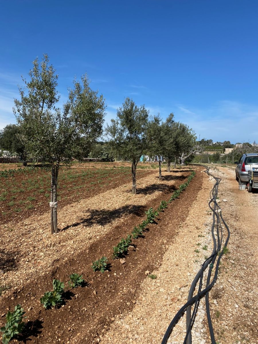 Agricolo / Coltura a Polignano a Mare (zona Contrada Grottole - Acquafredda)