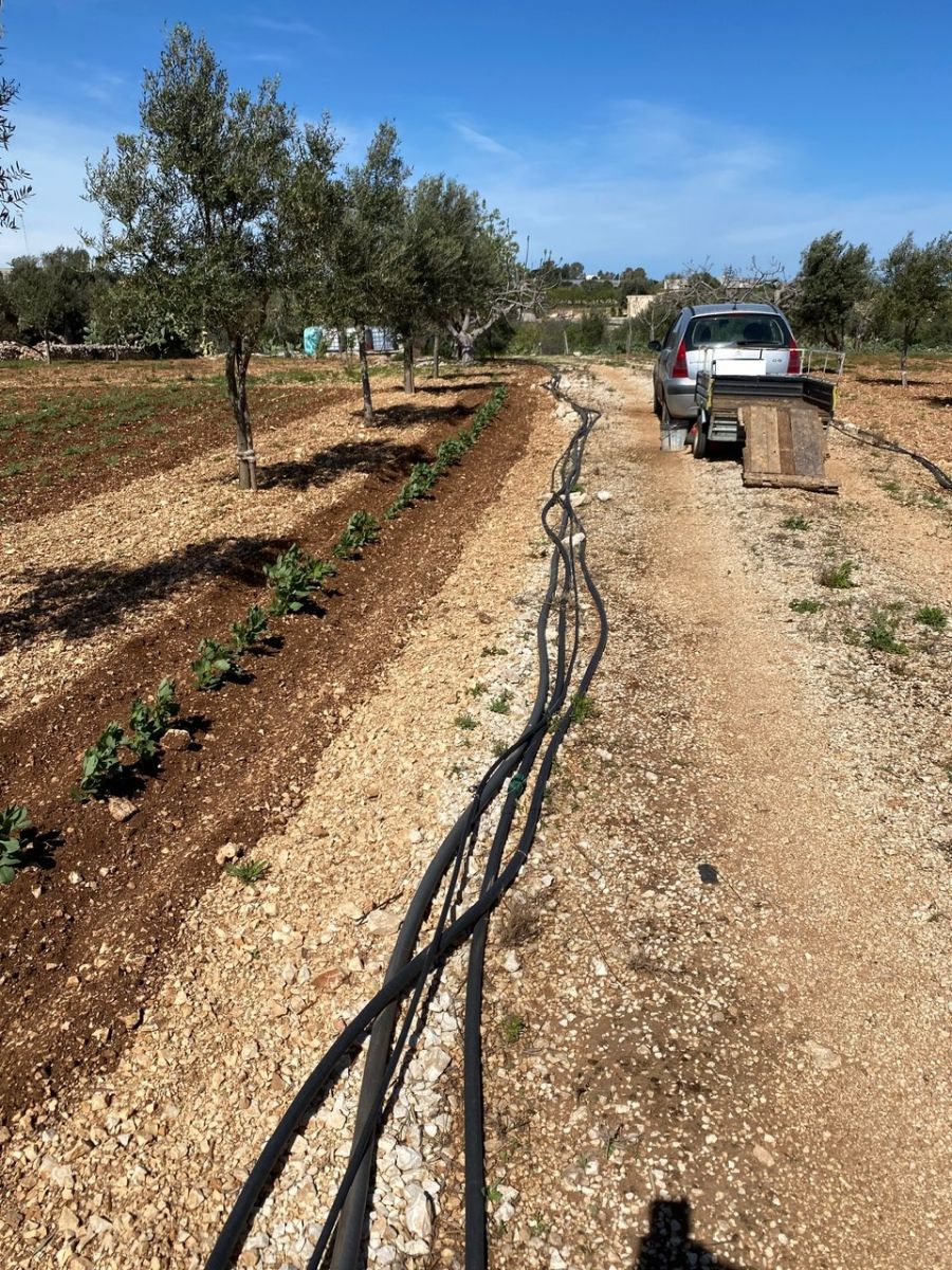 Agricolo / Coltura a Polignano a Mare (zona Contrada Grottole - Acquafredda)