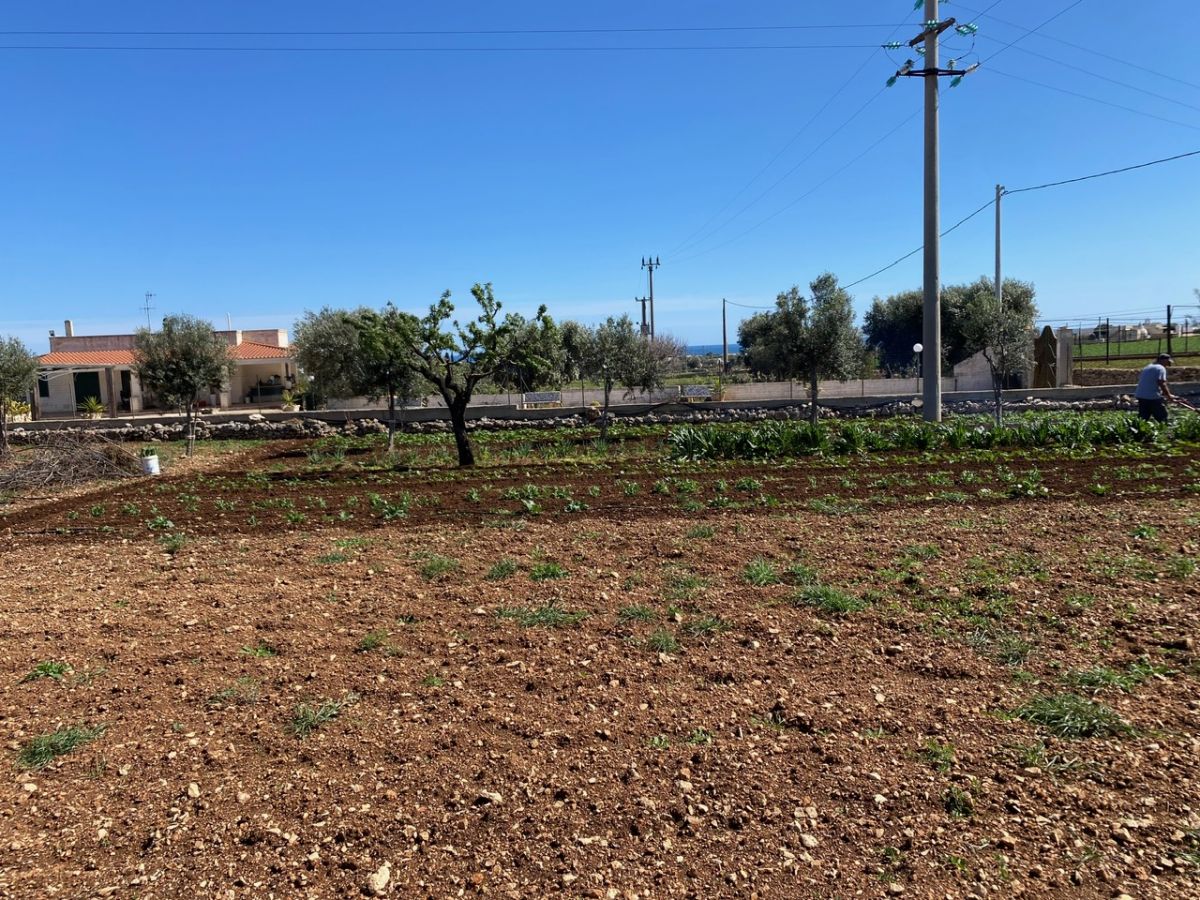 Agricolo / Coltura a Polignano a Mare (zona Contrada Grottole - Acquafredda)