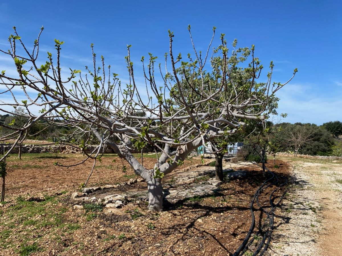 Agricolo / Coltura a Polignano a Mare (zona Contrada Grottole - Acquafredda)