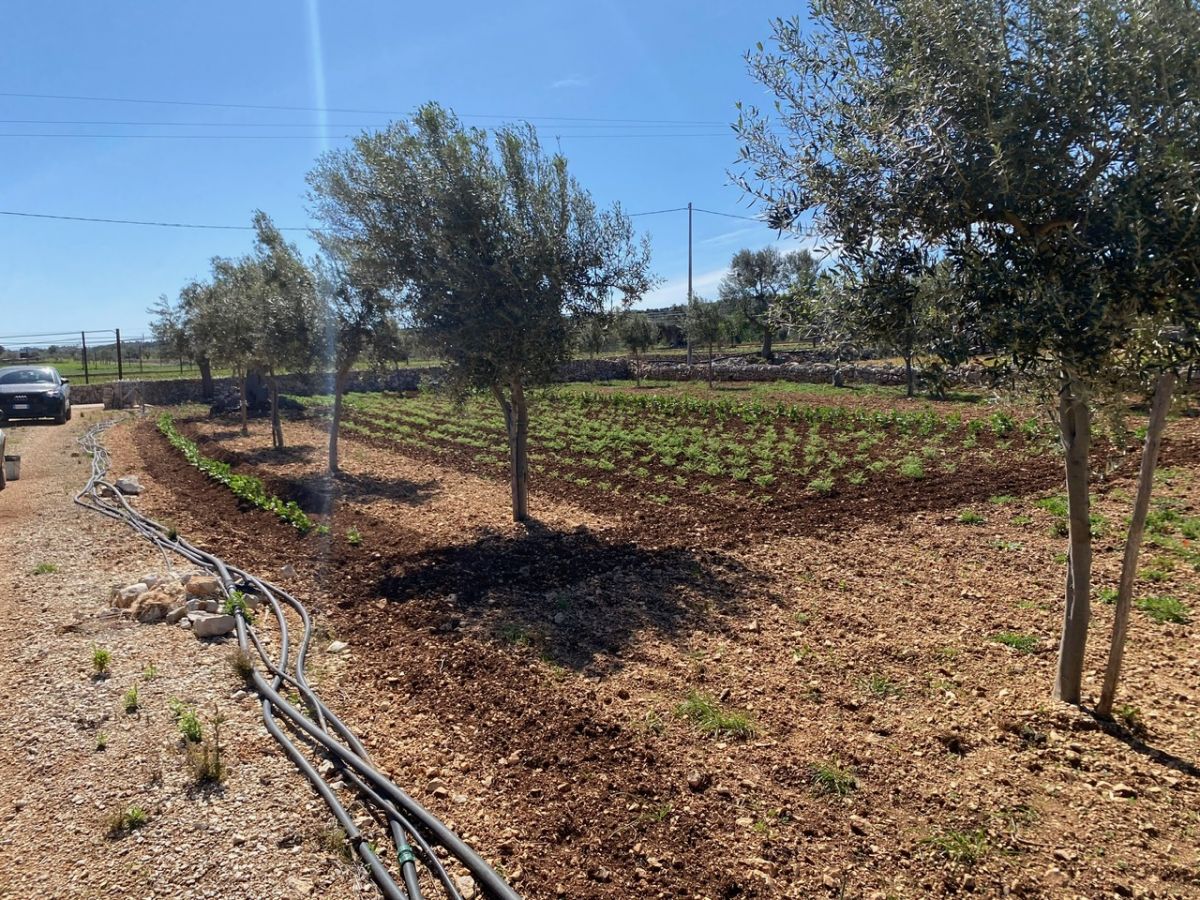 Agricolo / Coltura a Polignano a Mare (zona Contrada Grottole - Acquafredda)