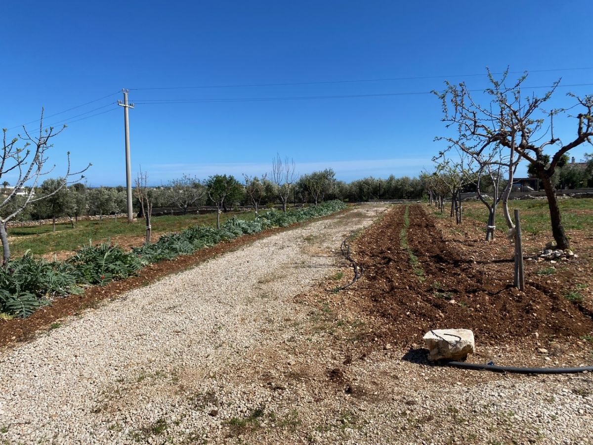 Agricolo / Coltura a Polignano a Mare (zona Contrada Grottole - Acquafredda)