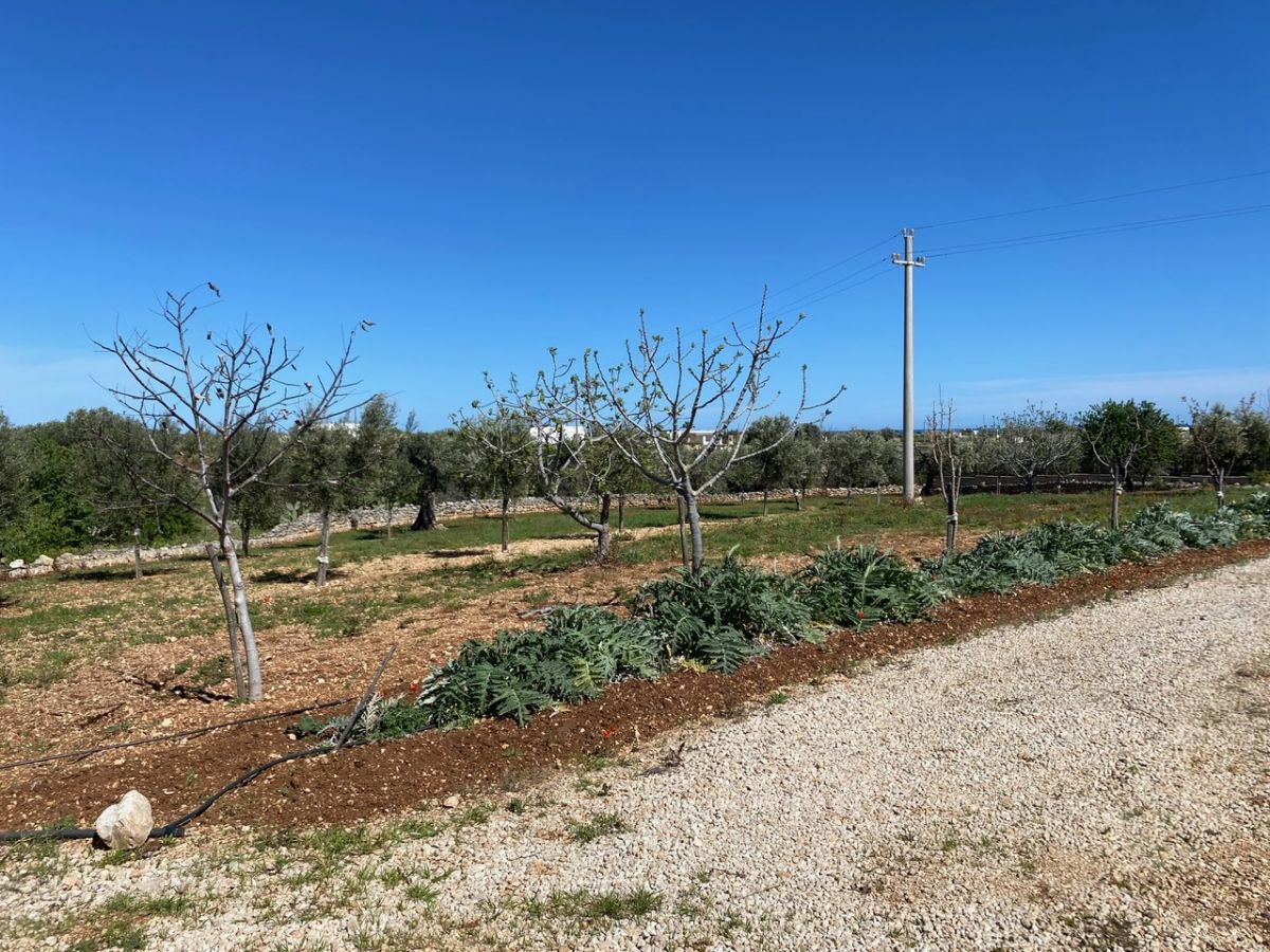 Agricolo / Coltura a Polignano a Mare (zona Contrada Grottole - Acquafredda)