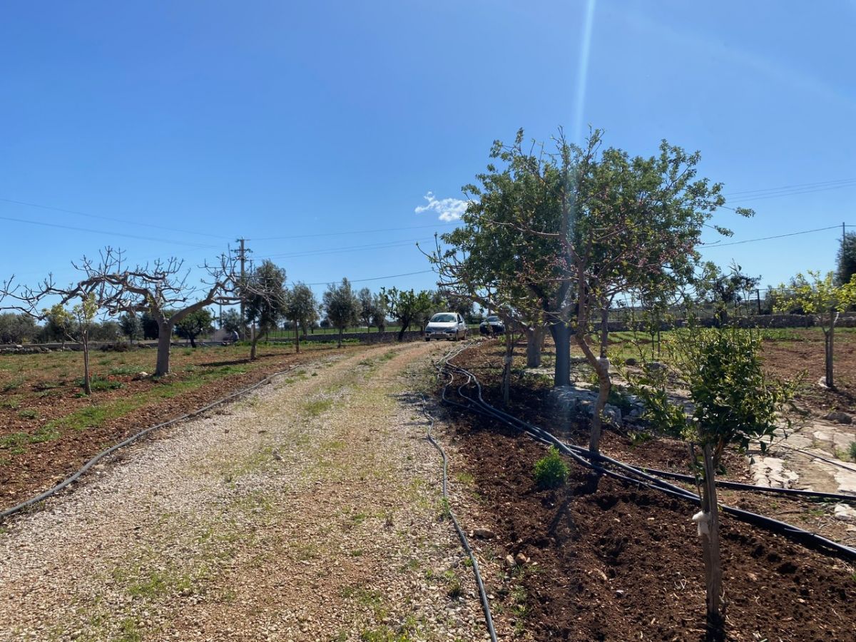 Agricolo / Coltura a Polignano a Mare (zona Contrada Grottole - Acquafredda)