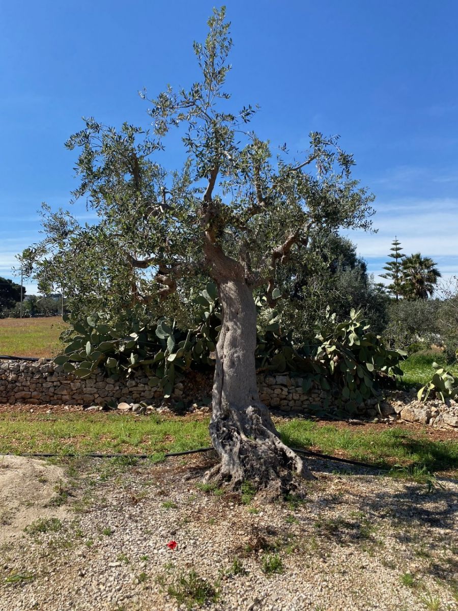 Agricolo / Coltura a Polignano a Mare (zona Contrada Grottole - Acquafredda)