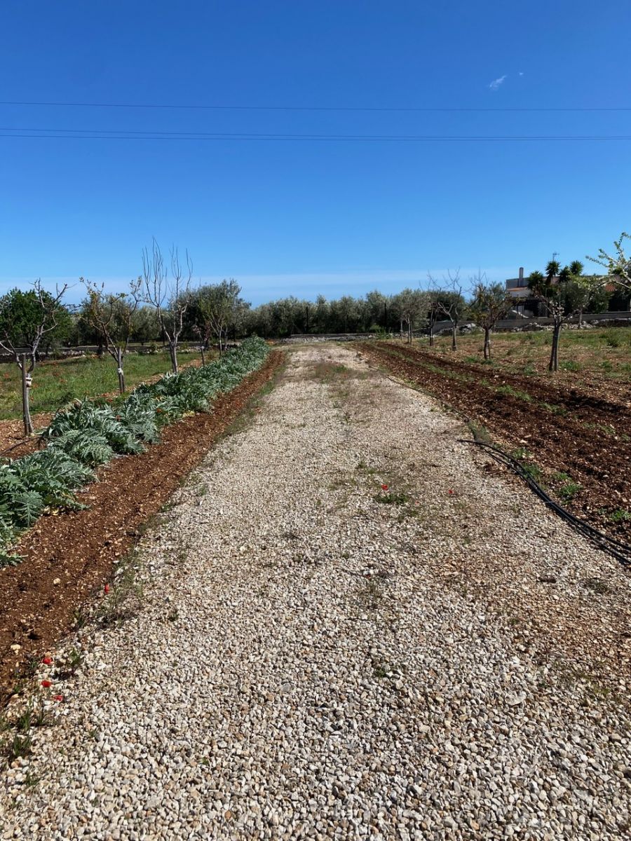 Agricolo / Coltura a Polignano a Mare (zona Contrada Grottole - Acquafredda)