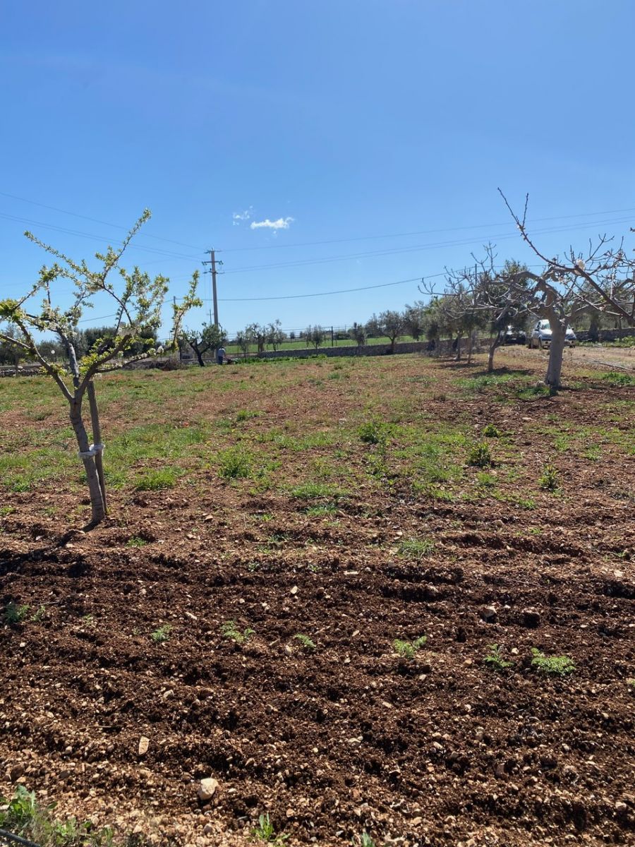 Agricolo / Coltura a Polignano a Mare (zona Contrada Grottole - Acquafredda)