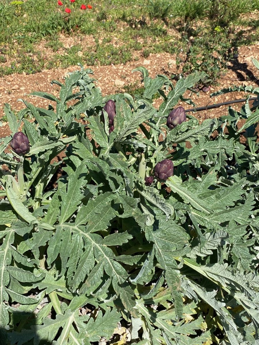 Agricolo / Coltura a Polignano a Mare (zona Contrada Grottole - Acquafredda)