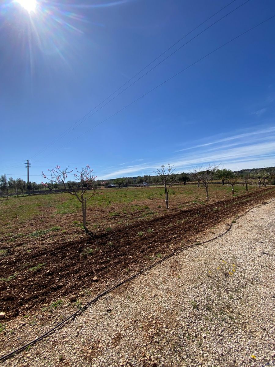 Agricolo / Coltura a Polignano a Mare (zona Contrada Grottole - Acquafredda)