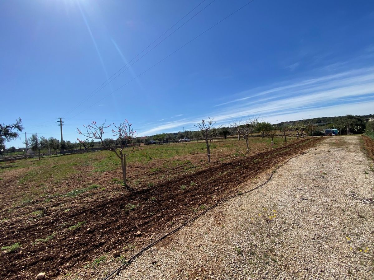 Agricolo / Coltura a Polignano a Mare (zona Contrada Grottole - Acquafredda)