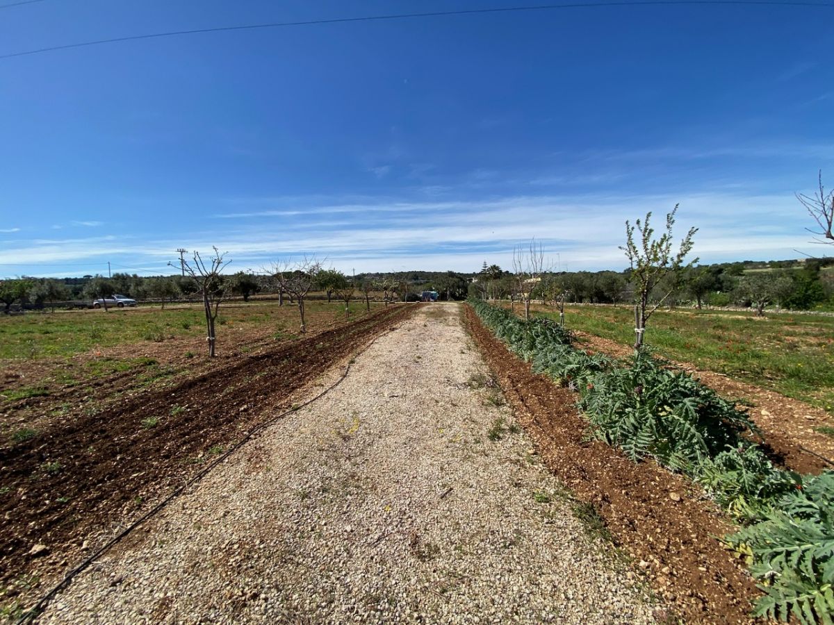 Agricolo / Coltura a Polignano a Mare (zona Contrada Grottole - Acquafredda)