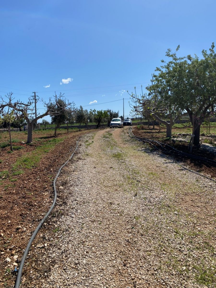 Agricolo / Coltura a Polignano a Mare (zona Contrada Grottole - Acquafredda)