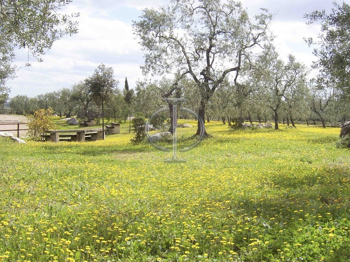 Villa (zona turistica) di  6 vani /1852 mq  a Bisceglie