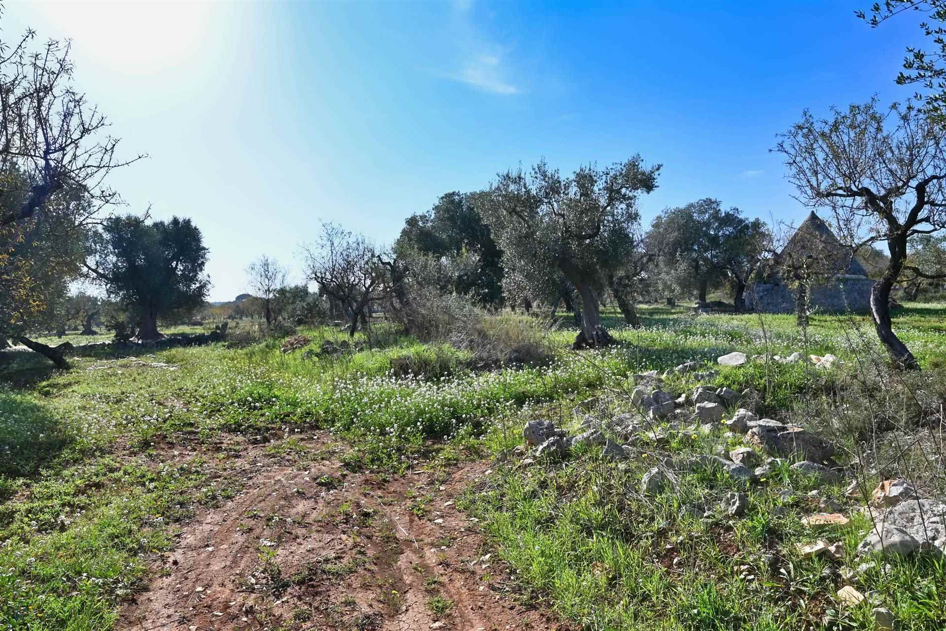 Agricolo / Coltura/7900 mq  a Castellana Grotte