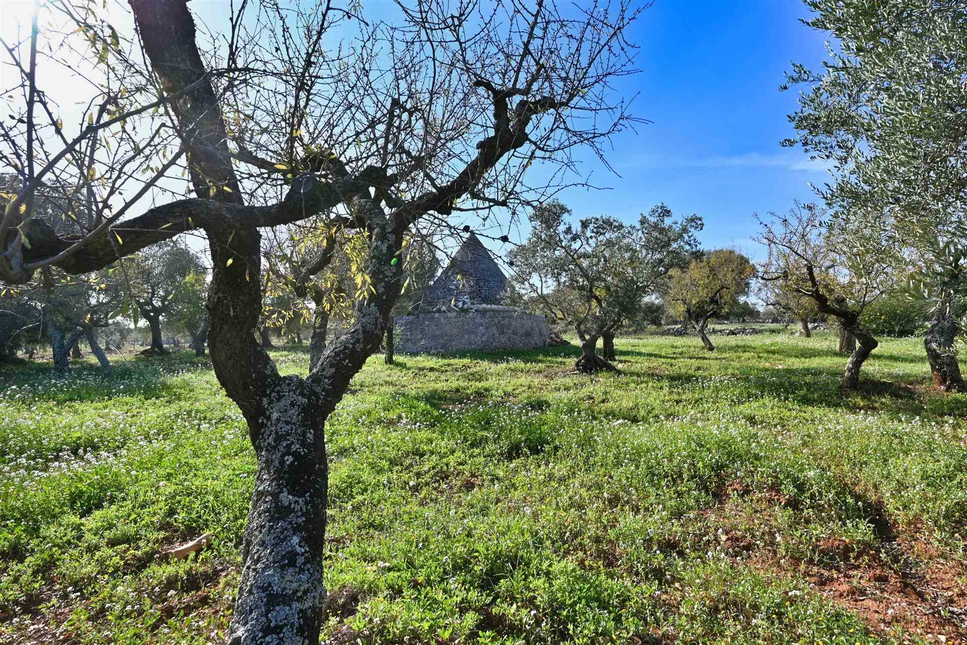 Agricolo / Coltura/7900 mq  a Castellana Grotte