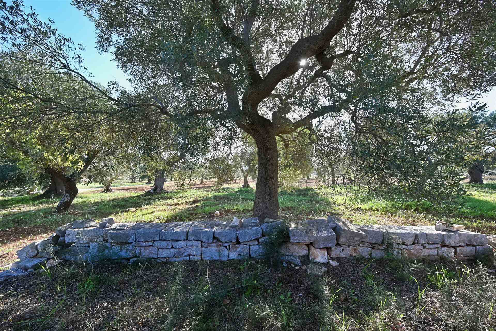 Agricolo / Coltura/7900 mq  a Castellana Grotte