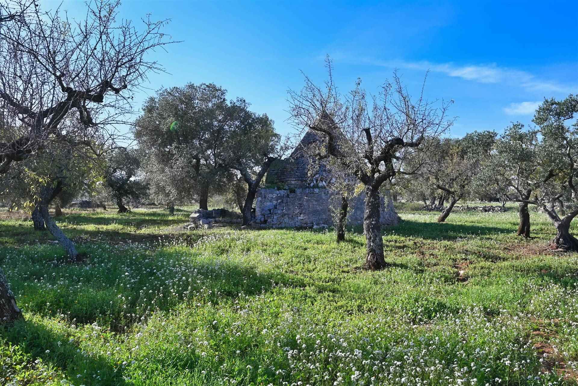 Trullo di  1 vani /28 mq  a Castellana Grotte