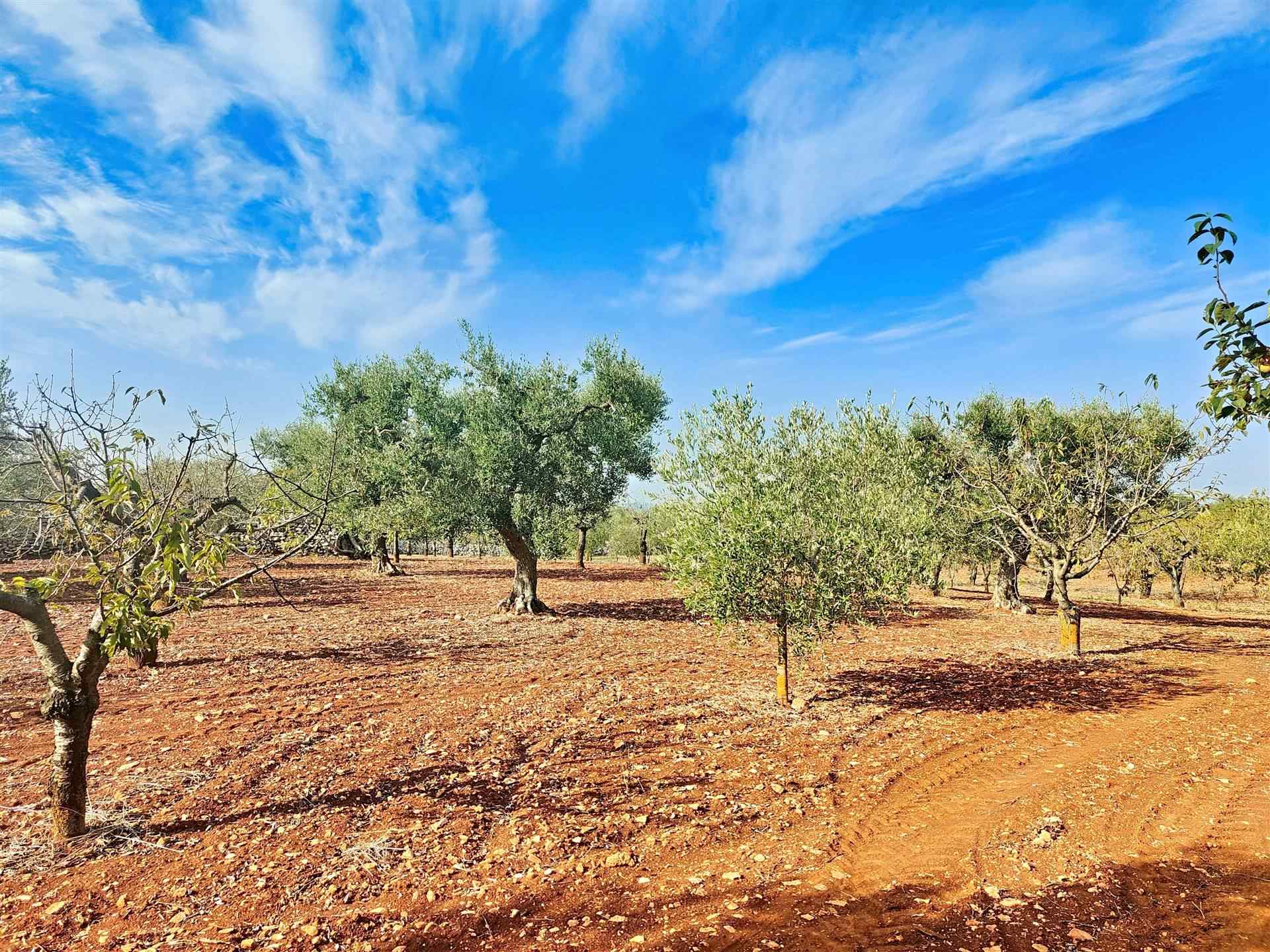 Trullo di  1 vani /27 mq  a Putignano (zona AGRO DI PUTIGNANO)