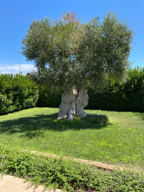 Polignano a mare - Neapolis villa mq 100 oltre giardino. vigilanza h24.Locata ottima rendita