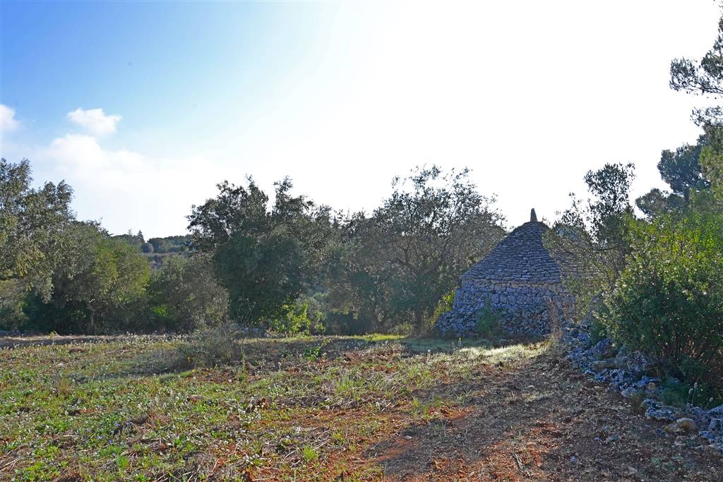 Agricolo / Coltura/6100 mq  a Putignano (zona AGRO DI PUTIGNANO)