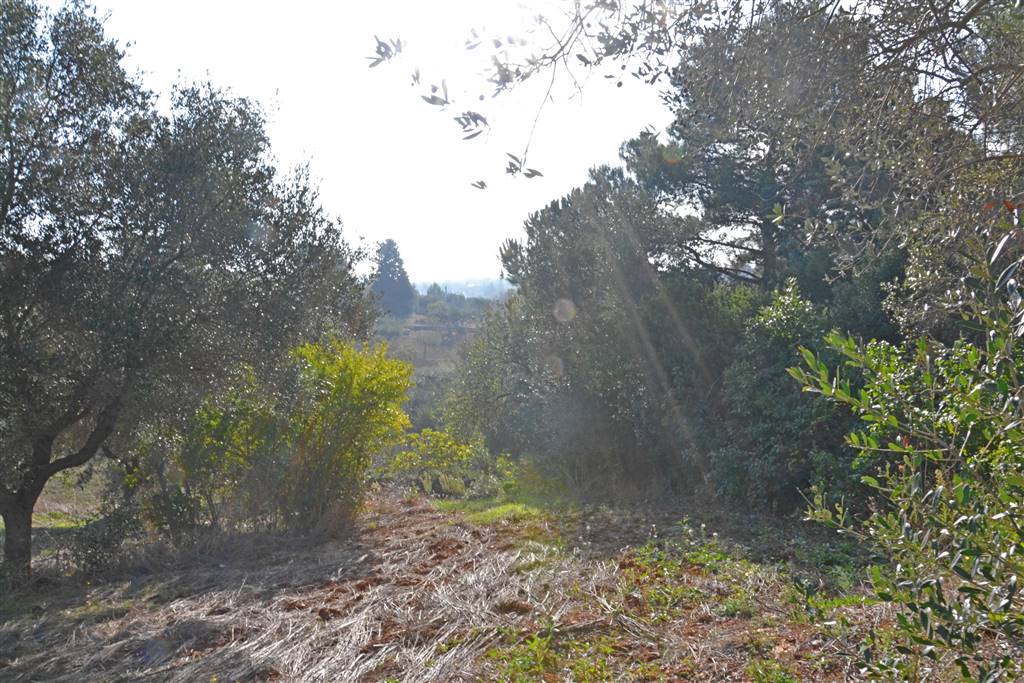 Agricolo / Coltura/6100 mq  a Putignano (zona AGRO DI PUTIGNANO)