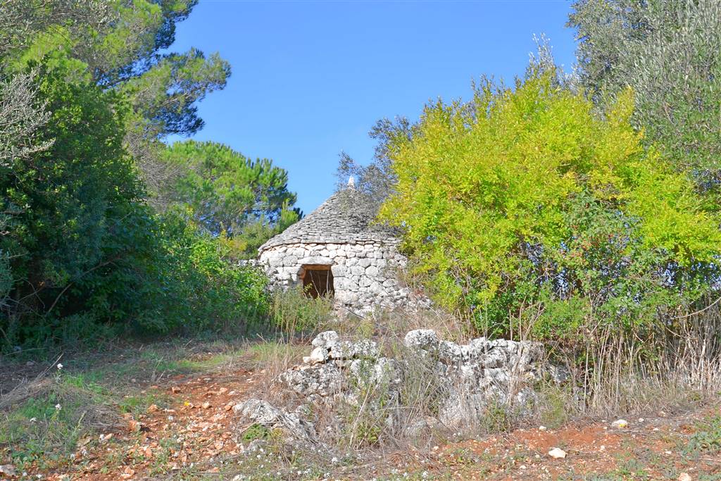 Agricolo / Coltura/6100 mq  a Putignano (zona AGRO DI PUTIGNANO)