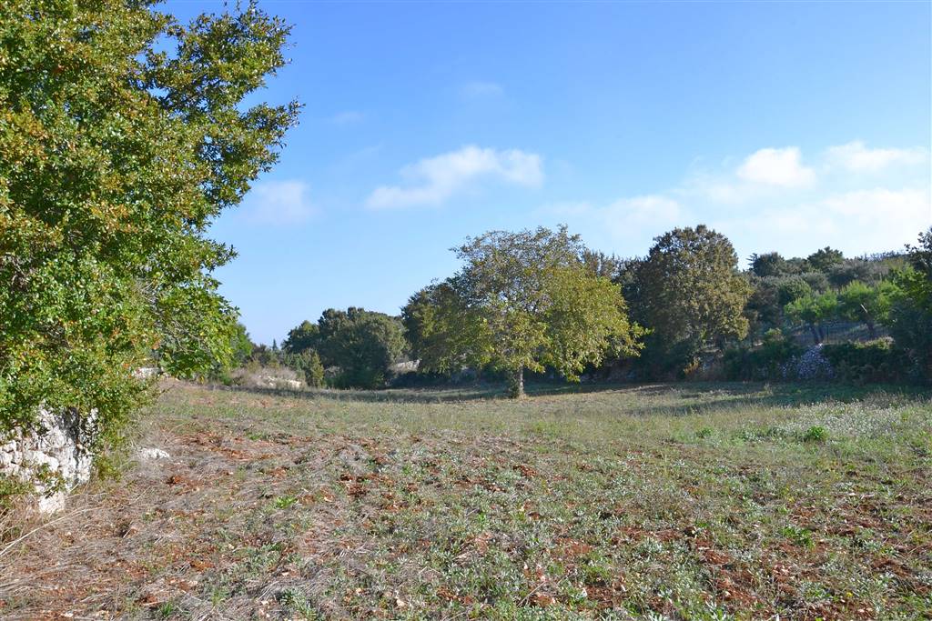 Agricolo / Coltura/6100 mq  a Putignano (zona AGRO DI PUTIGNANO)