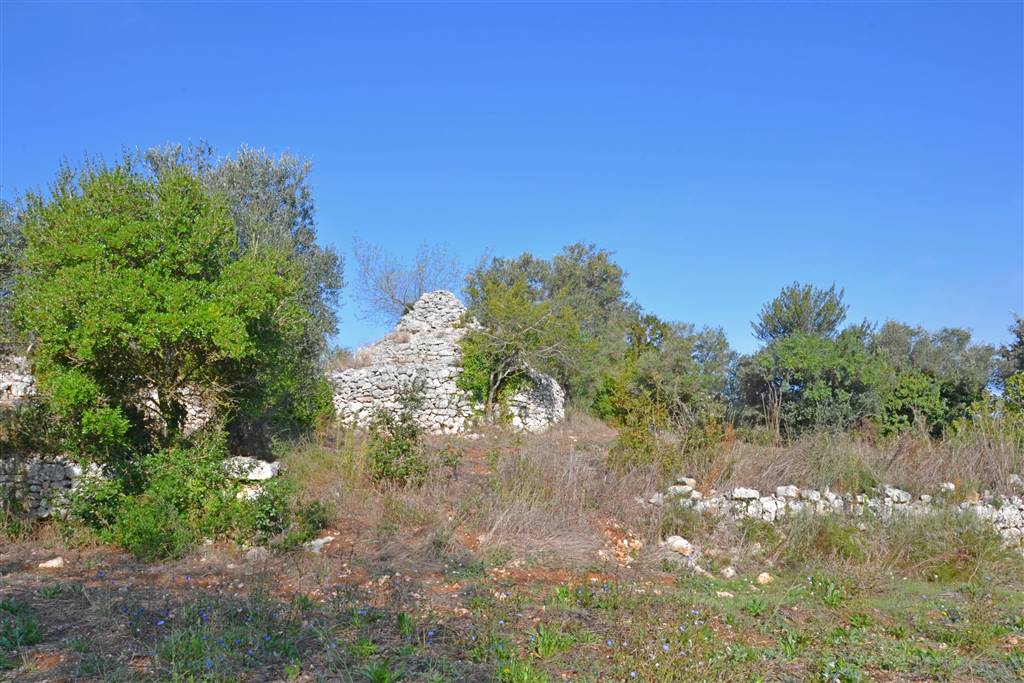 Agricolo / Coltura/6100 mq  a Putignano (zona AGRO DI PUTIGNANO)