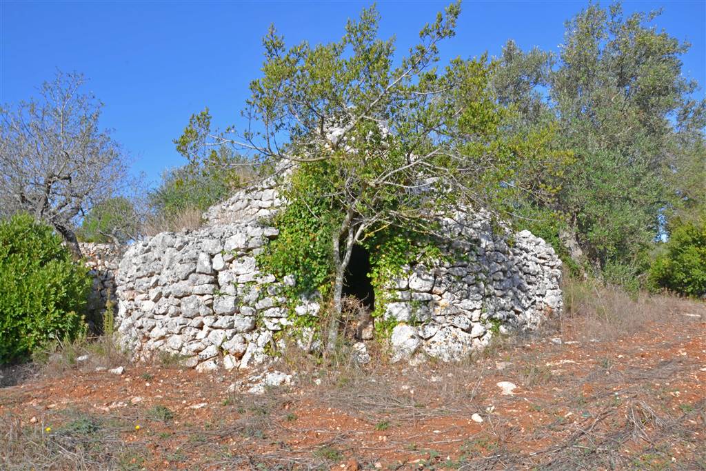 Agricolo / Coltura/6100 mq  a Putignano (zona AGRO DI PUTIGNANO)